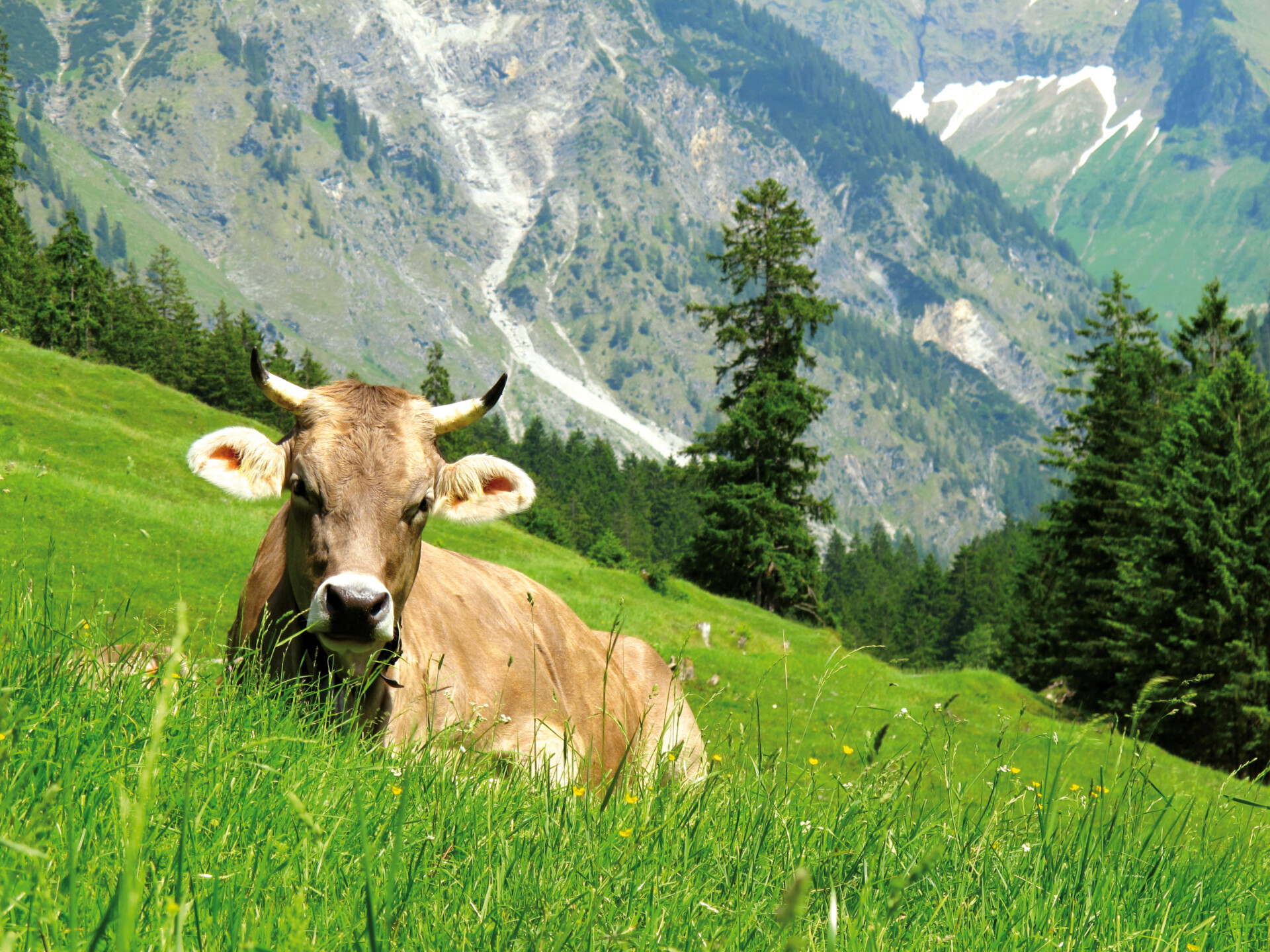 Eine braune Kuh mit kurzen Hörnern liegt auf einer grasbewachsenen Wiese, die perfekt für die Herstellung von Käse ist, umgeben von grünen Bäumen und schneebedeckten Bergen unter einem klaren Himmel.