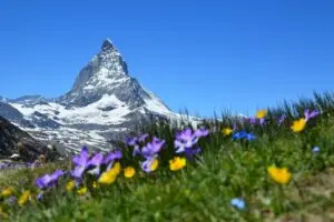 Das schneebedeckte Matterhorn vor einem strahlend blauen Himmel, im Vordergrund im Fokus bunte Wildblumen, darunter violette und gelbe.